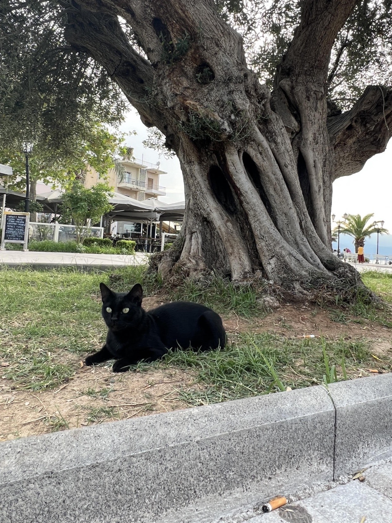 A black cat under a gnarled olive tree by a Mediterranean street