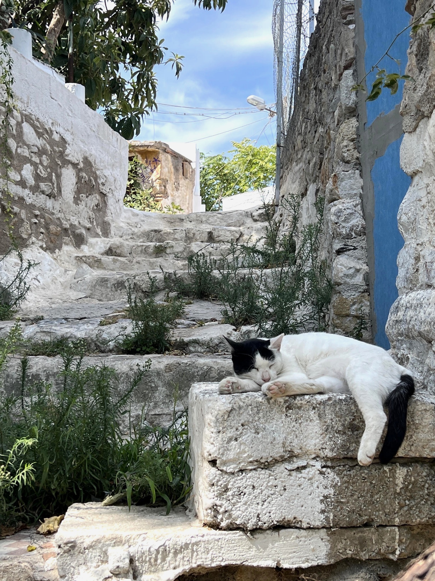 A black and white cat curled up on a sunlit Greek stone wall
